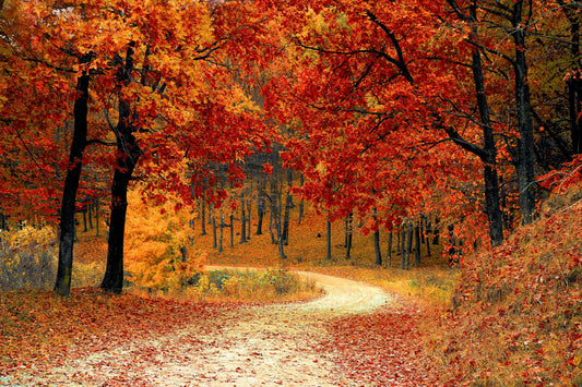 The Evolution Journal — Fall Equinox 2025 Edition